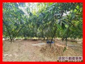 誠昱/戀戀沙崙綠竹筍農地